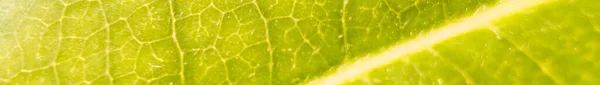 Blå Vattenfärg Marmor Vätskeelegant Bläckmönster Grön Alkoholfärgad Bakgrund Gul Abstrakt — Stockfoto