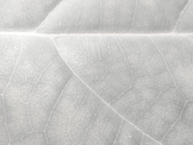 Gri Su Renkli Grunge. Parlak ışık dokusu. Gri Lüks Soyut Şablon. Parlak Alkol Mürekkep Tablosu. Alkol Mürekkebi Geçmişi. Hafif Grunge Arkaplanı. Altın Sanat Boyası. Foil Doğu Arkaplanı.