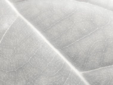 Gri Alkol Mürekkebi Grunge. Altın Sanat Boyası. Foil Soyut Arkaplan. Beyaz ışık deseni. Gri Beyaz Lüks Boyama. Parlak Grunge Geçmişi. Açık Su Renkli Tuval. Alkol Mürekkebi Arkaplanı.