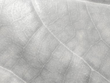 Altın Alkol Mürekkebi Grunge. Alkol Mürekkebi Geçmişi. Hafif Grunge Arkaplanı. Gri Lüks Soyut Şablon. Foil Gradyan Arkaplanı. Parlak Su Rengi Tablosu. Beyaz Parlak Parıltı. Gri Mürekkep Boyası.