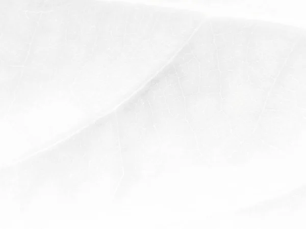Серый Алкогольный Гранж Светлый Восточный Фон Фольга Gold Art Paint — стоковое фото