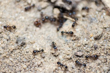 Büyük bir grup karınca, vahşi yaşam, makro fotoğrafçılık.