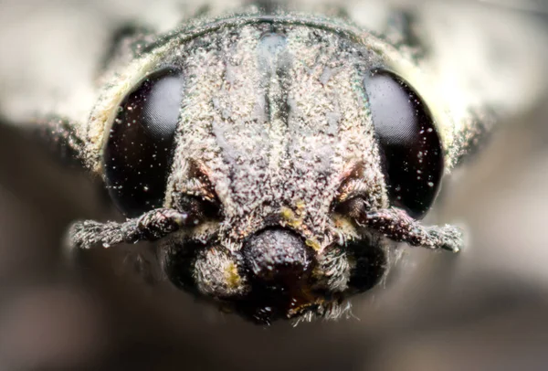 Close Portrait Chalcophora Mariana Buprestidae Coleoptera Macro Photography Wild — Stockfoto