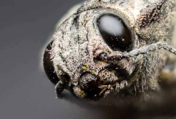 Close Portrait Chalcophora Mariana Buprestidae Coleoptera Macro Photography Wild — Fotografia de Stock