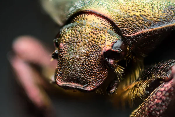 Close Portrait Cetonia Aurata Cetoniinae Scarabaeidae Macro Photography Wild — Fotografia de Stock