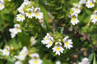 Sıradan bir göz kamaştırıcı bitki. 