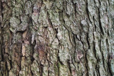 Gümüş bir köknar kabuğunun ayrıntıları