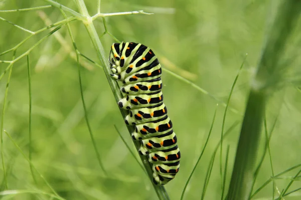 Raupe Des Schwalbenschwanzfalters — Stockfoto