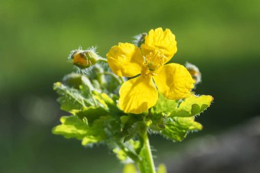 tek bir tetterwort infloresansı