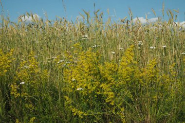 Arkaplanda mavi bir gökyüzü olan bir tahıl tarlasının önündeki bir tarlada açan sarı karyola.