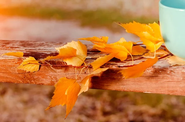Bříza Žlutými Podzimními Listy Krásné Podzimní Pozadí — Stock fotografie