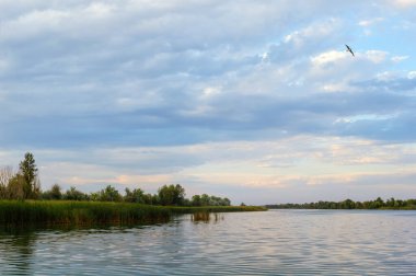 Bir kuş küçük bir nehrin üzerinde uçar.