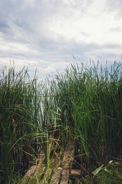 Küçük bir nehirde sazlıklar