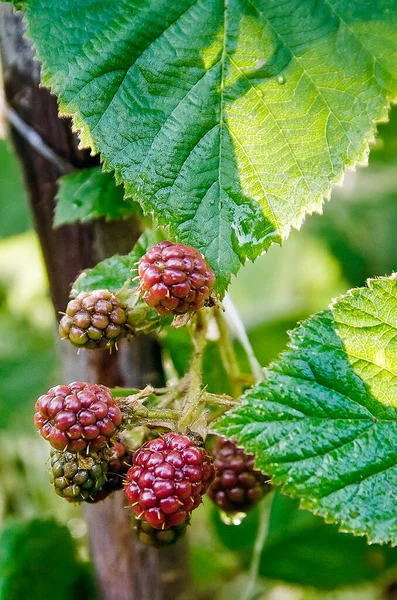 Unreife Brombeeren Auf Einem Zweig — Stockfoto