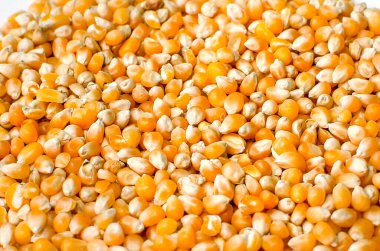 Patlamış mısır pişirmek için kurutulmuş mısır, yakın plan. Üst görünüm.