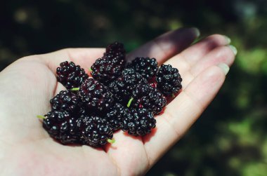 Dut kadınların elinde meyve