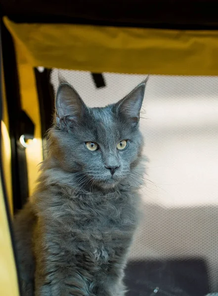 Blue Cat Maine Coon Exhibition — Stock Photo, Image