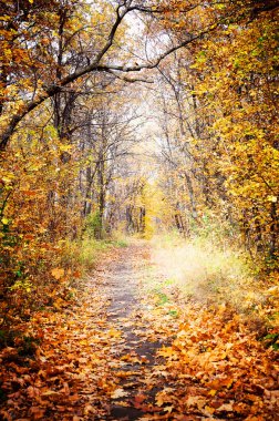 Sonbaharda güzel bir orman