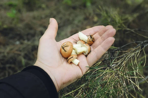 Palmiyedeki mantarlar