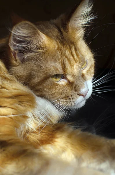 Червоний Котячий Кунжут — стокове фото