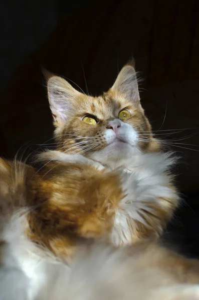 Red Maine Coon Cat — Stock Photo, Image