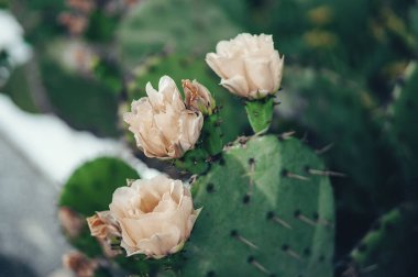 Çiçek açmış üç çiçek, dikenli bir armut kaktüsünün kenarından filizleniyor..