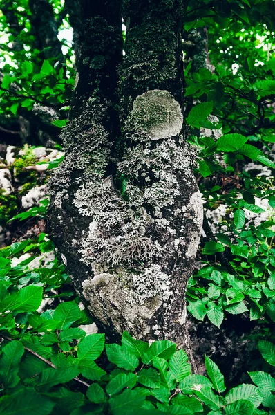 Mold Mildew Grows Tree Forest — Stock fotografie