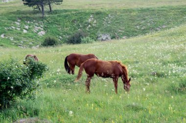 Wild horses graze on a green summer meadow.