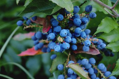 Blue berries with green leaves of Oregon grape (Mahonia aquifolium).
