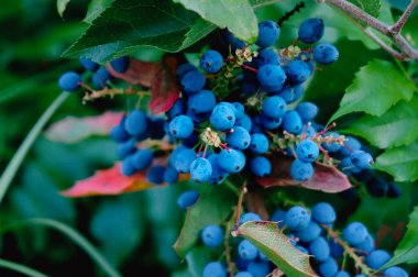Blue berries with green leaves of Oregon grape (Mahonia aquifolium). clipart