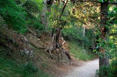 Trail in the summer forest, forest coolness from the hot sun. Trail in the green forest. Walkway among tall deciduous trees.