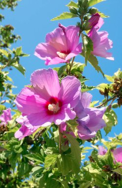 Ketmia syryjska 'nın güzel pembe çiçekleri (Hibiscus syriacus). Yakın plan, dikey fotoğraf.