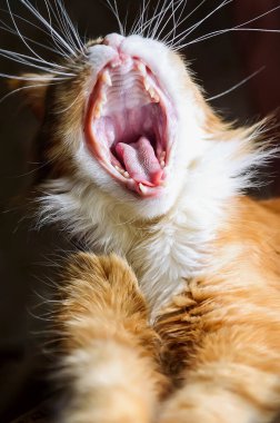 Kırmızı kedi Maine Coon yawns