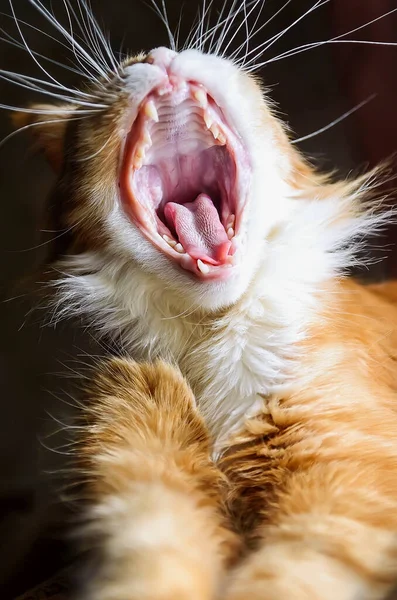 Red Cat Maine Coon Yawns — Stock Photo, Image