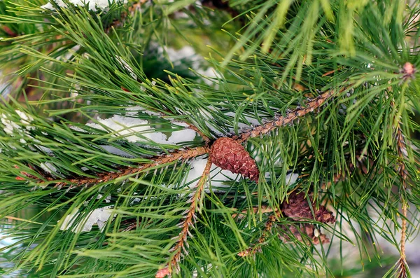 Pine Branch Cone Close Beautiful Natural Background — Stock Photo, Image