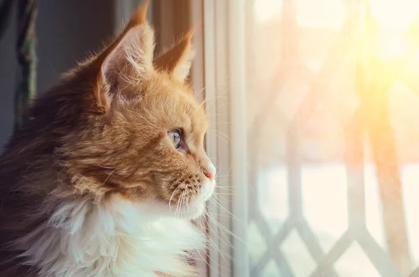 Beautiful Red Maine Coon Cat Looks Out Window — Stock Photo, Image