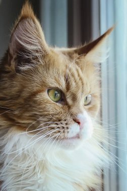 Güzel kırmızı bir Maine Rakunu kedisi pencereden dışarı bakar. Yakın plan, dikey fotoğraf.