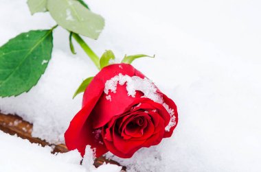Güzel kırmızı bir gül beyaz kar üzerinde uzanıyor, yakın plan..