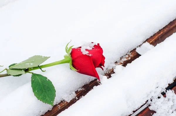 Красная Роза Лежит Снегу Скамейке Концепция Дня Святого Валентина Место — стоковое фото
