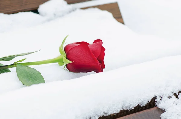 Красная Роза Лежит Снегу Скамейке Крупный План День Святого Валентина — стоковое фото