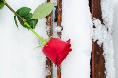 Karda kırmızı gül. Baharı bekleme konsepti, Uluslararası Kadınlar Günü.