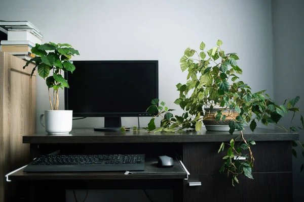 Ökologie Grüner Gemütlicher Arbeitsbereich Hause Mit Pflanzen Arbeitsraum Mit Heimischen — Stockfoto