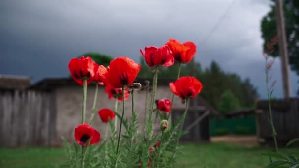 Vallmo Blommor Fladdrar Stormen Regnigt Väder — Stockvideo