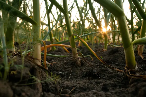 Soğanlar yataklarda, gün batımında yetişir.