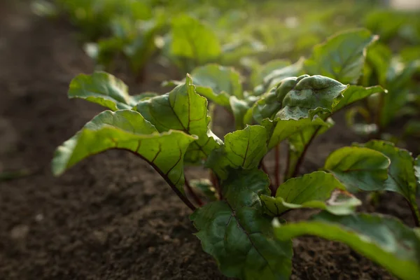Bahçede günbatımının ışığında pancar yaprakları