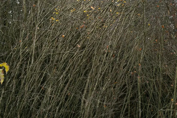 Çalı dallarının birbirine dokuması, soyut arkaplan