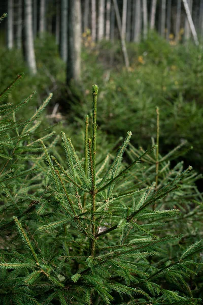 Yeşil ladin, karanlık bir ormanda yetişir.