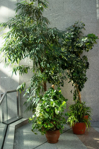 Ev ağaçları saksıda çiçek açar.