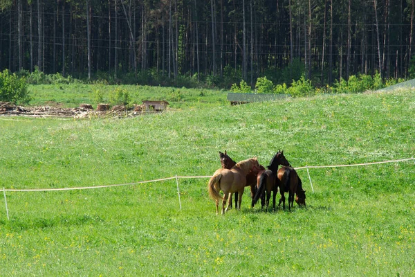 Otlakta otlayan bir at sürüsü.
