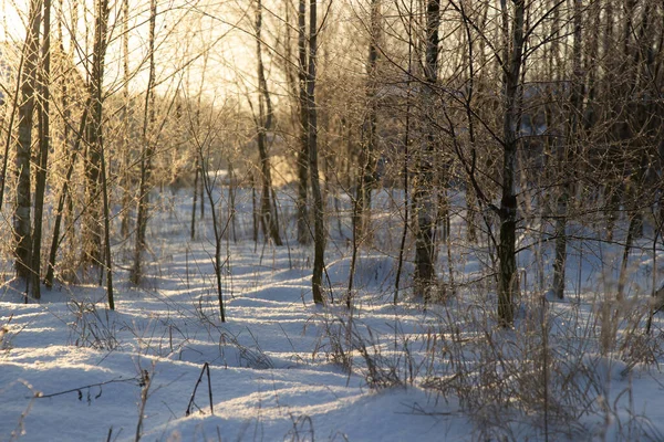 Bitkiler, buz, kar, soğuk kış desenleri